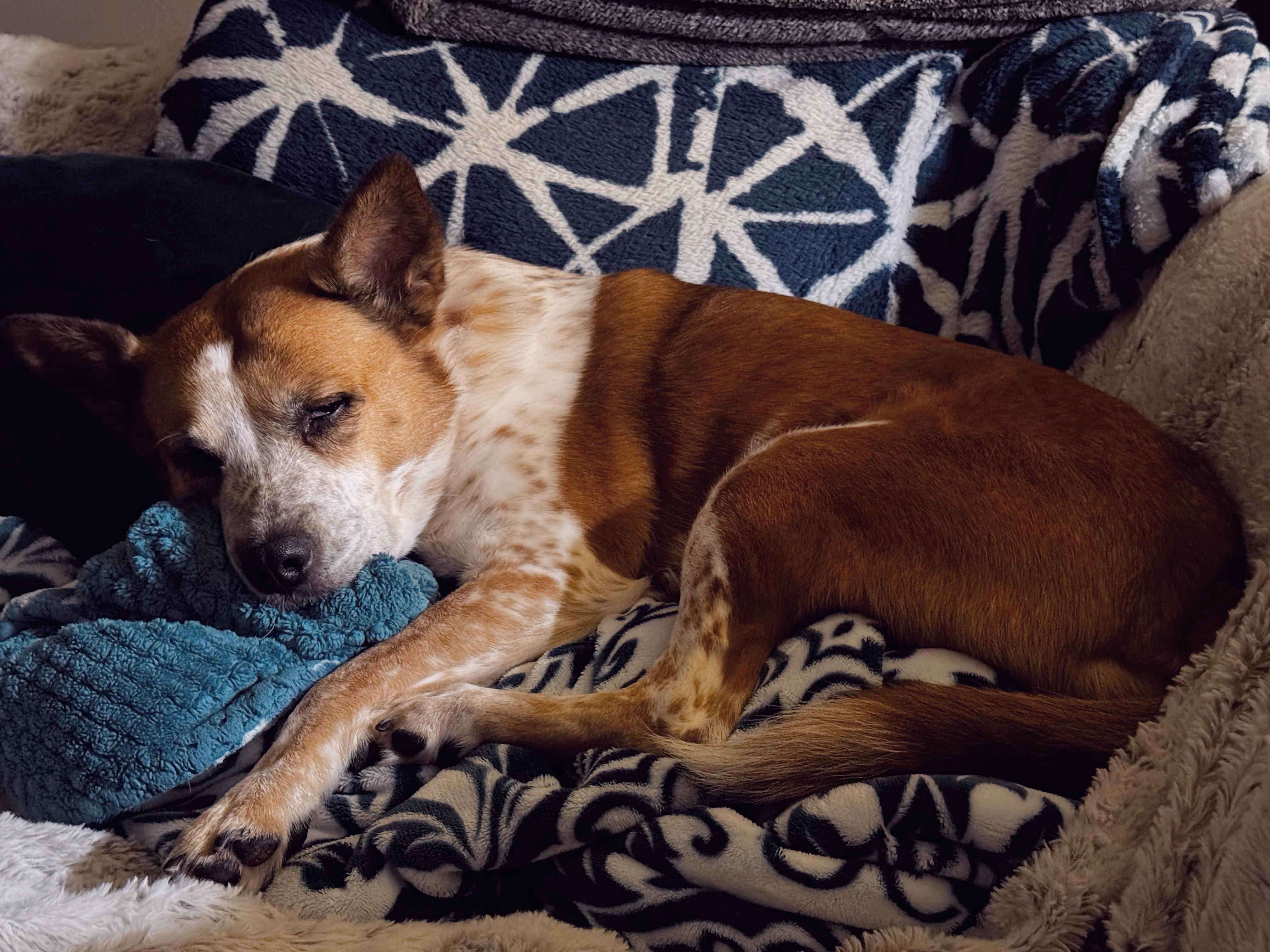 Enlarge Kipper, a Adoptable mixed breed in Athens, TX image 2/6