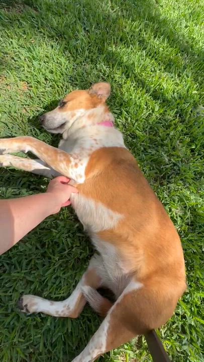 Enlarge Kipper, a Adoptable mixed breed in Athens, TX video 4/6