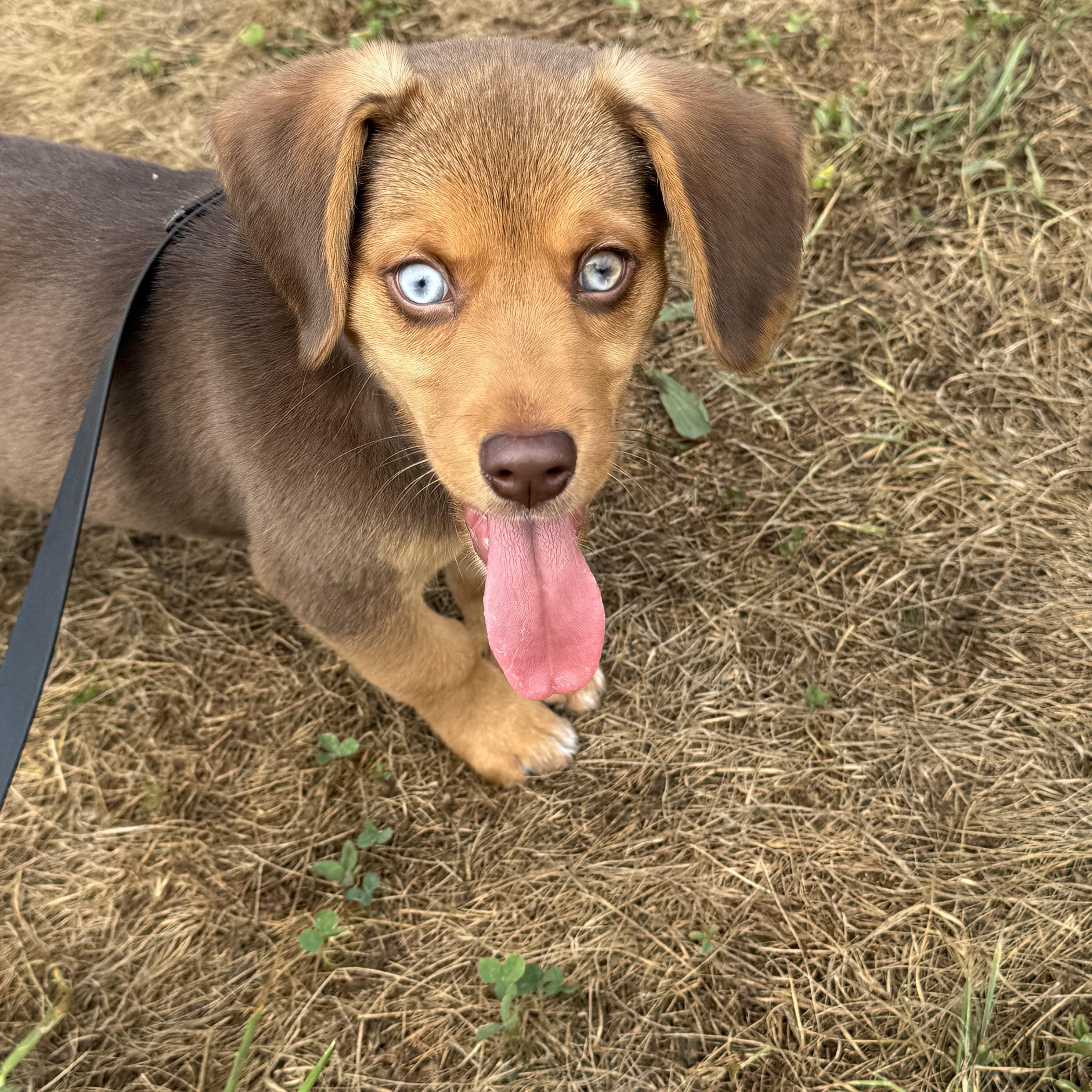 Gus