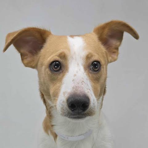 S'mores *Foster Needed*
