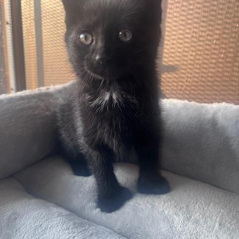 Georgia, adoptable, Kitten Female Domestic Medium Hair.