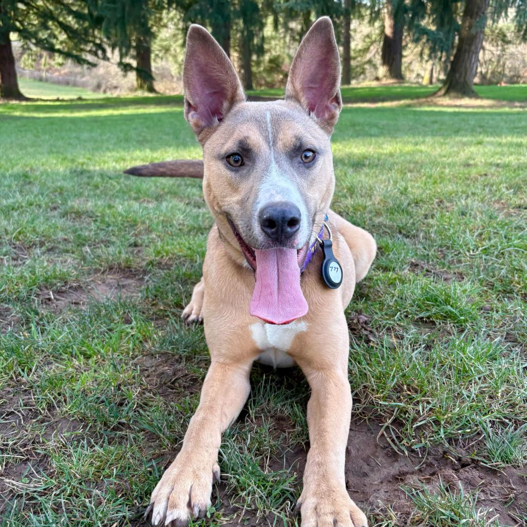 Kenzie, a Adoptable Mixed Breed in Portland, OR image 1/6