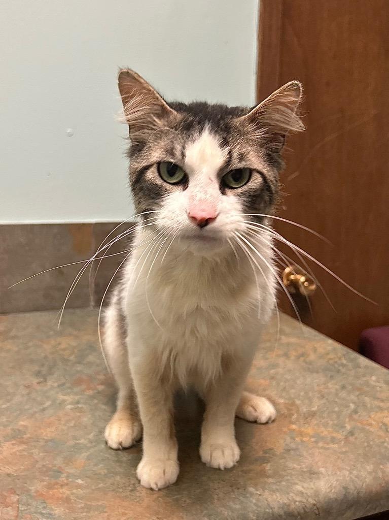 Cat Daddy, ADOPTABLE, Adult Male Domestic Long Hair.