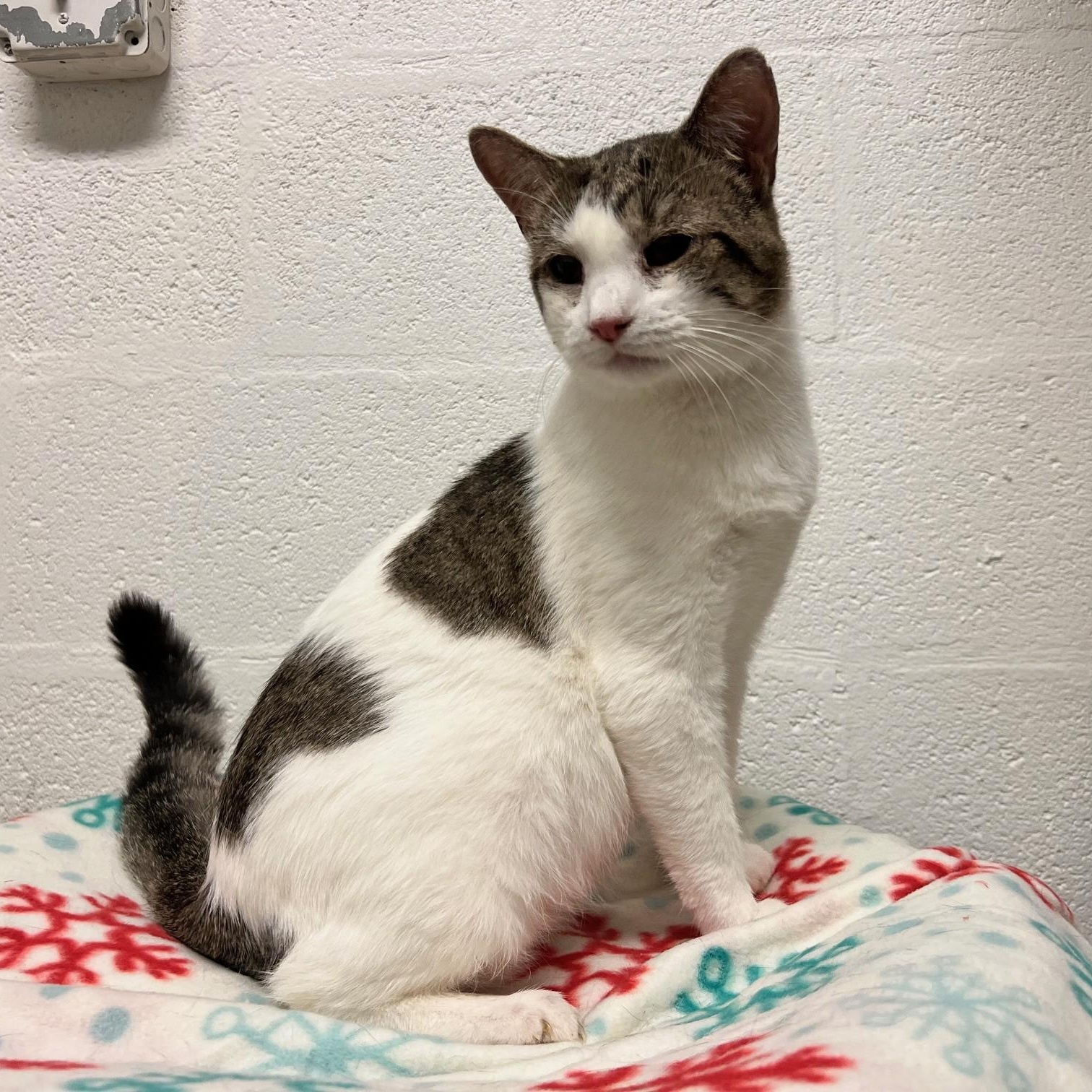 Enlarge Stuart, a ADOPTABLE Domestic Short Hair in Stanley, VA image 1/6