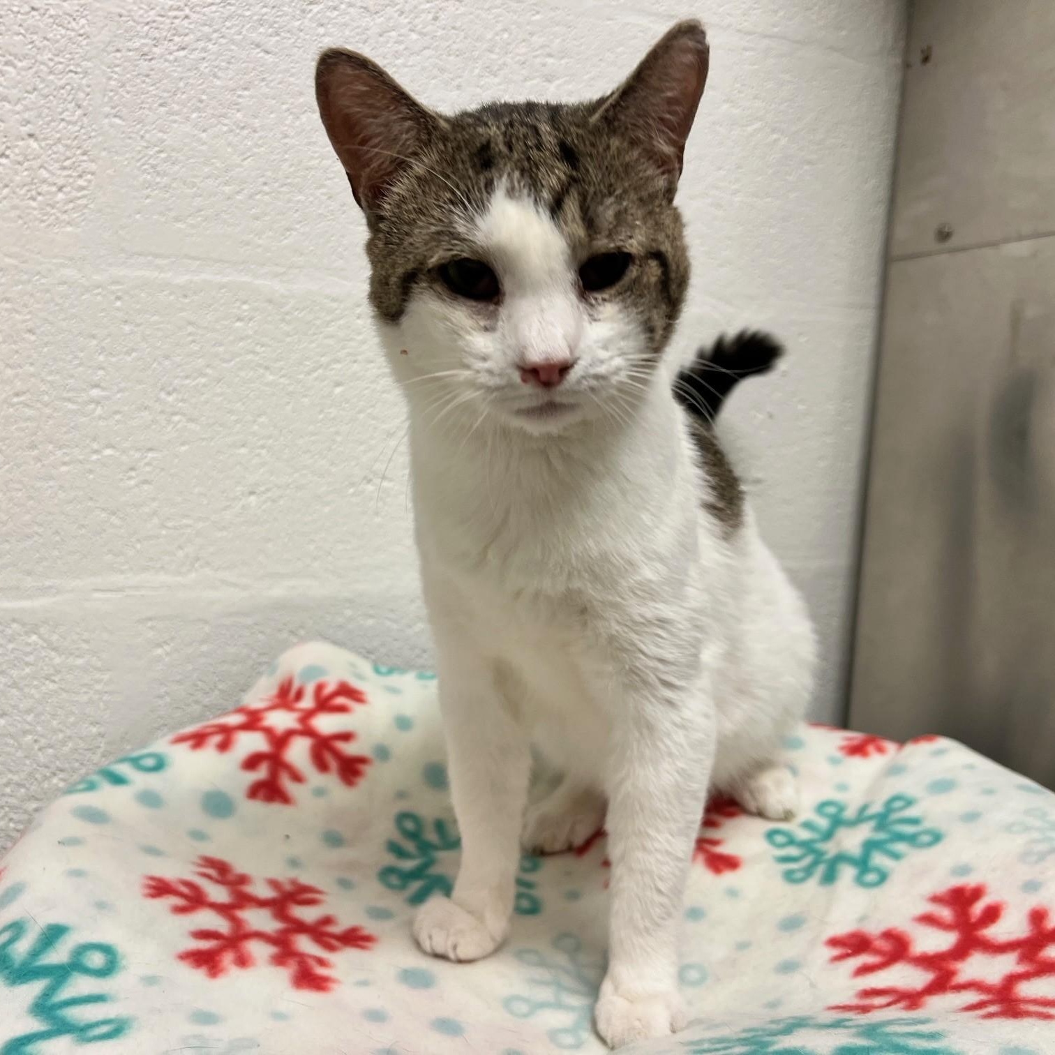 Enlarge Stuart, a ADOPTABLE Domestic Short Hair in Stanley, VA image 5/6