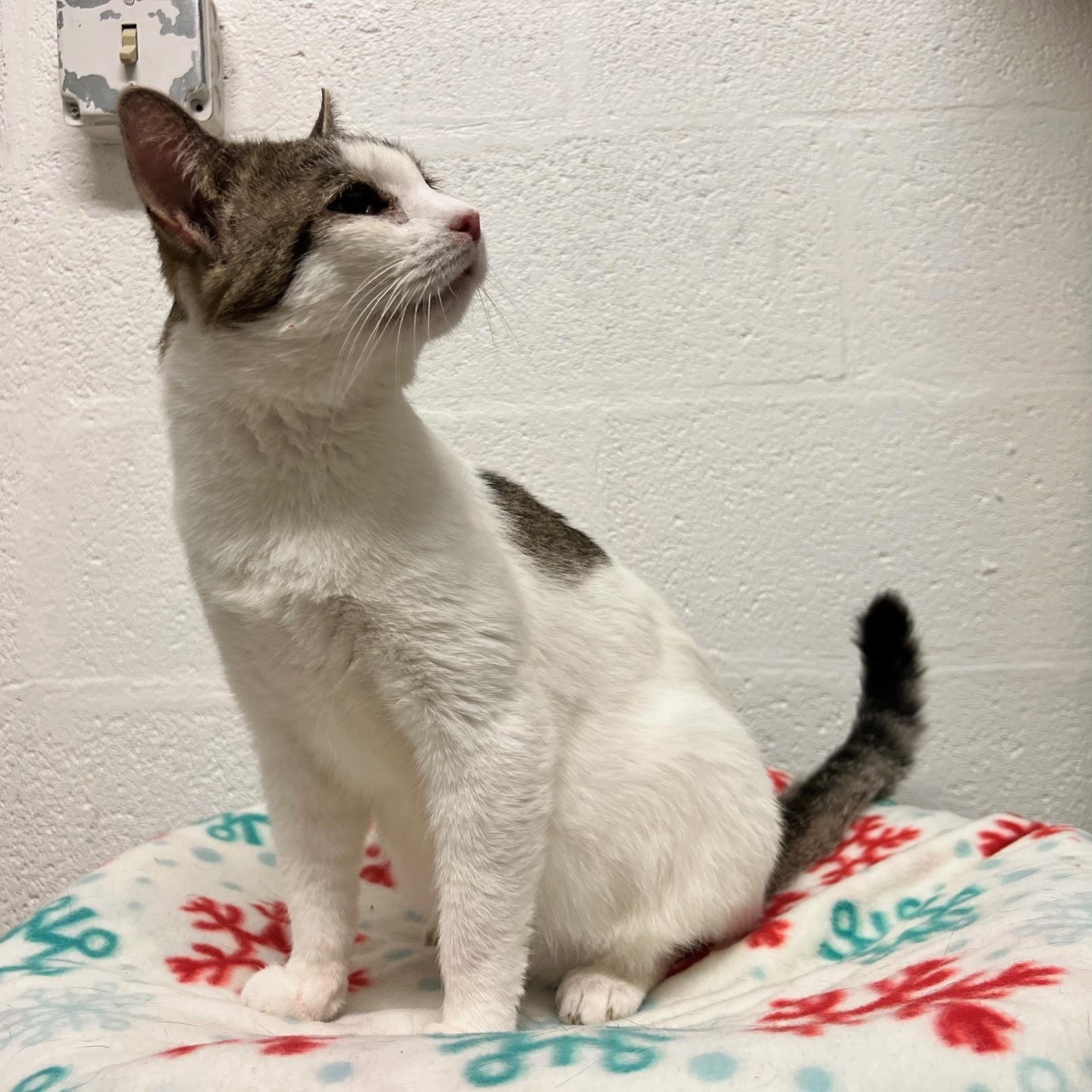 Enlarge Stuart, a ADOPTABLE Domestic Short Hair in Stanley, VA image 2/6