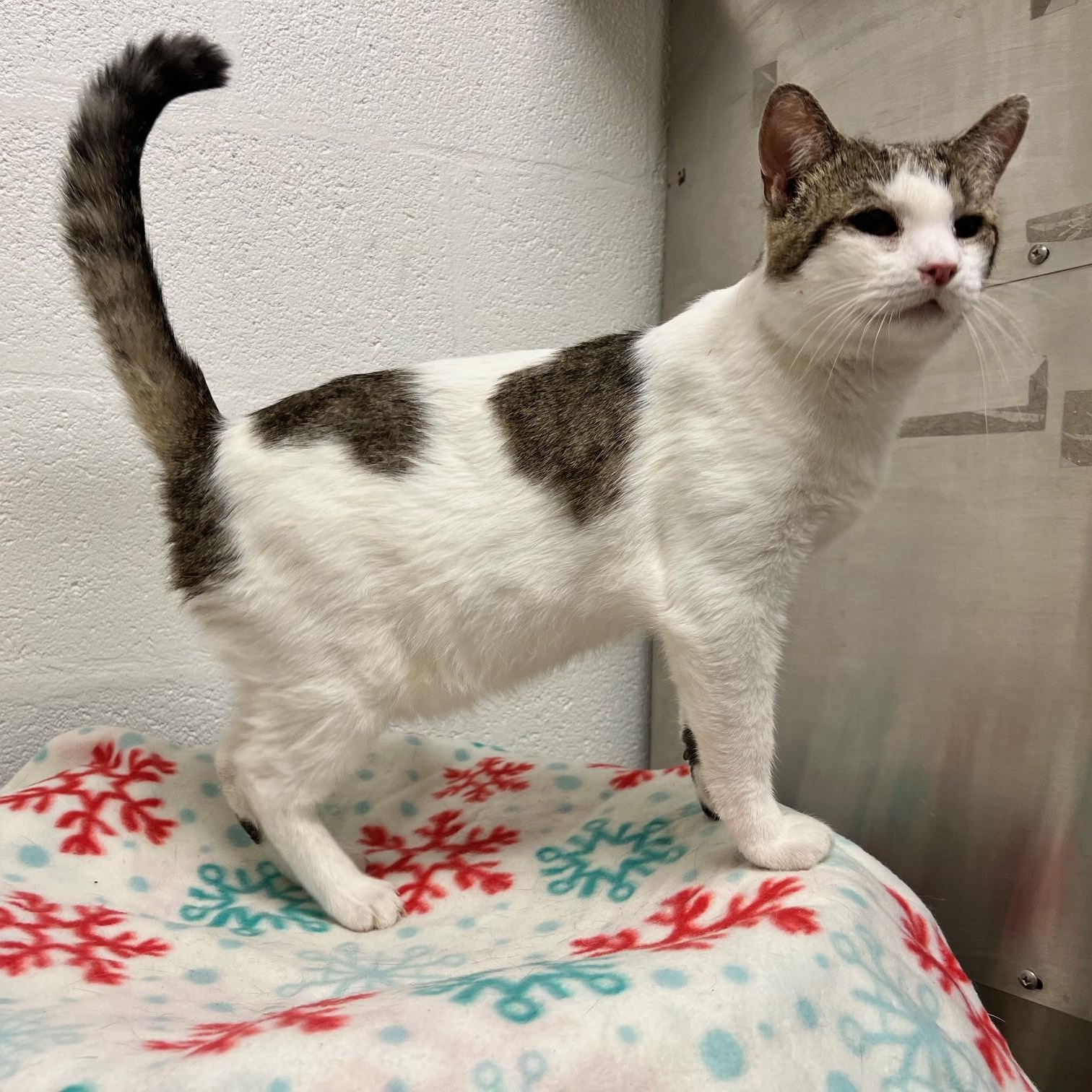 Enlarge Stuart, a ADOPTABLE Domestic Short Hair in Stanley, VA image 3/6