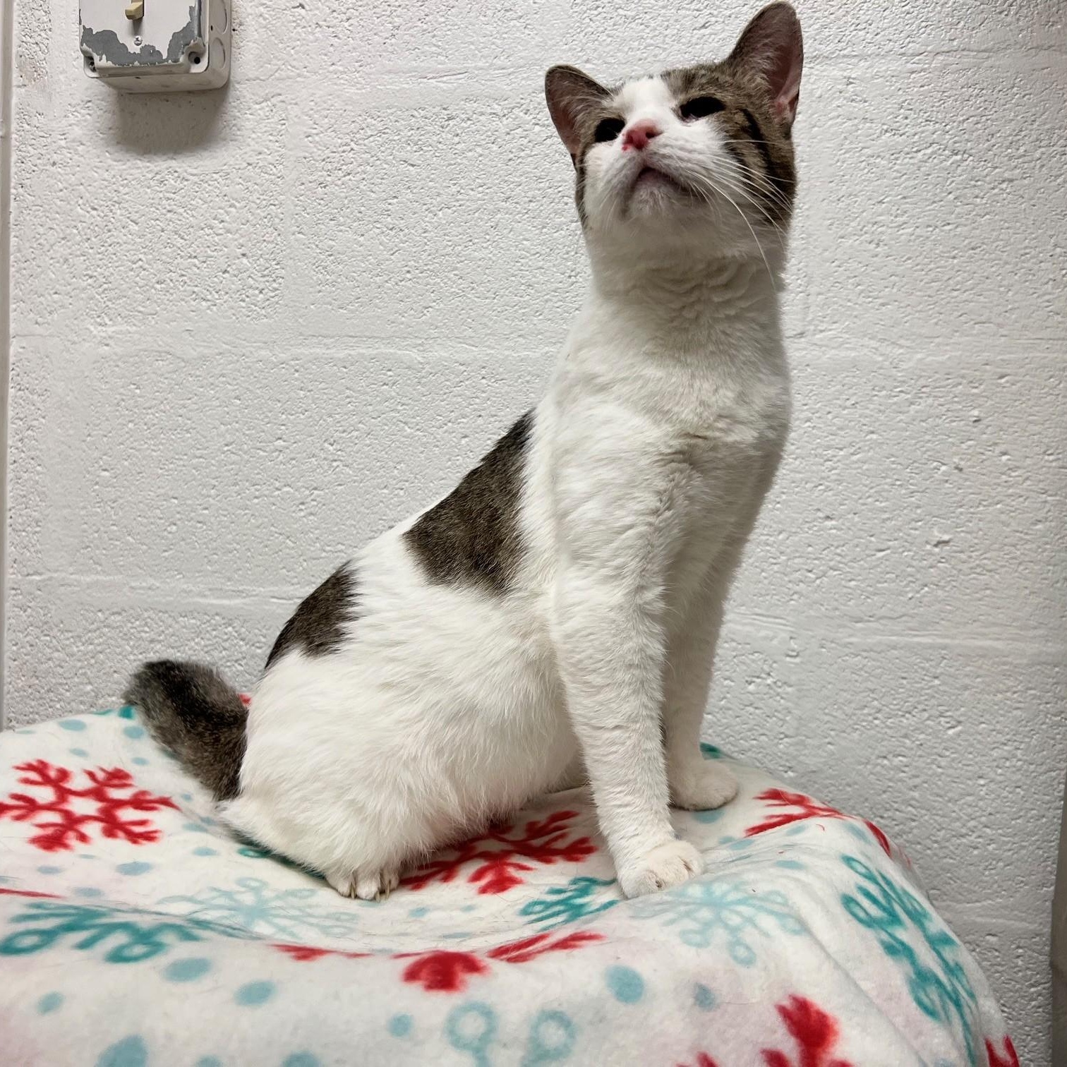 Enlarge Stuart, a ADOPTABLE Domestic Short Hair in Stanley, VA image 4/6