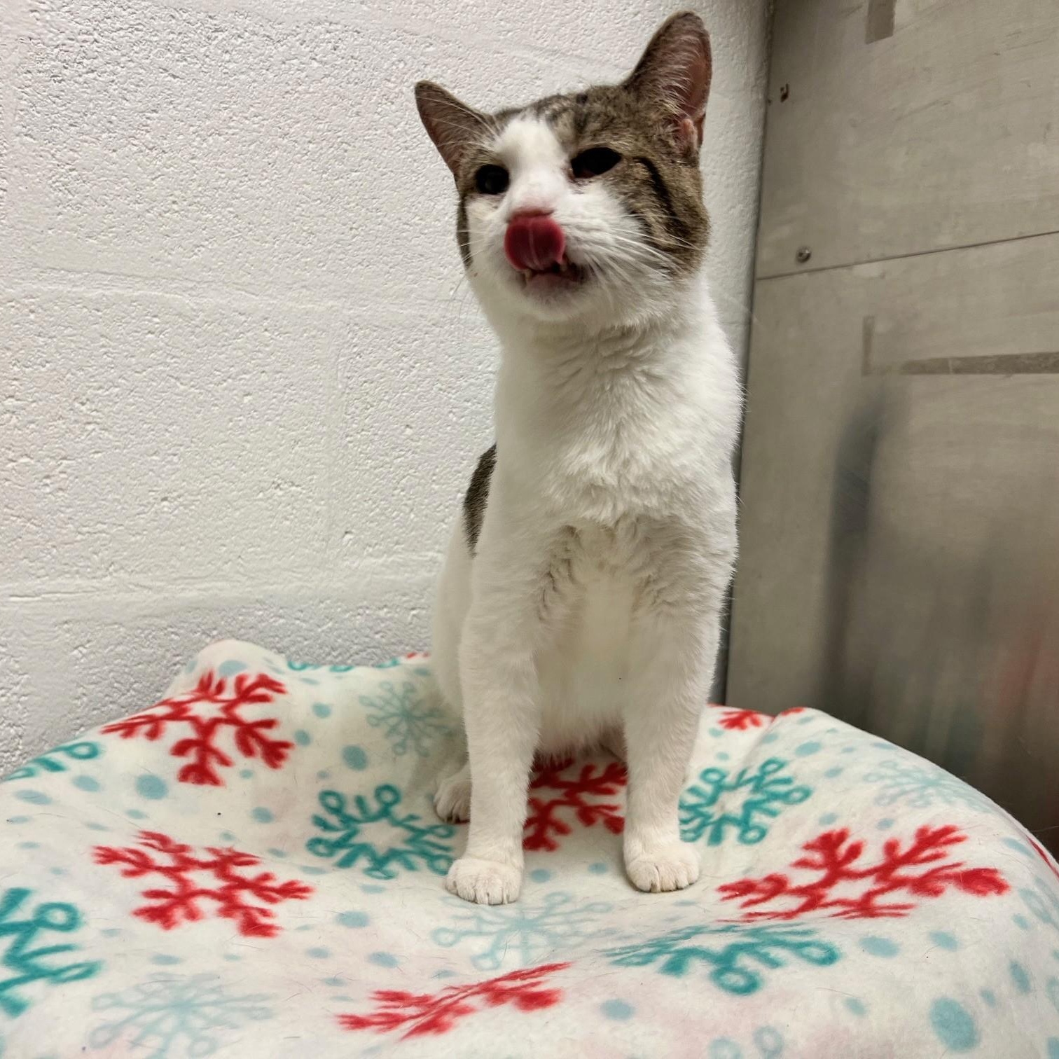 Enlarge Stuart, a ADOPTABLE Domestic Short Hair in Stanley, VA image 6/6