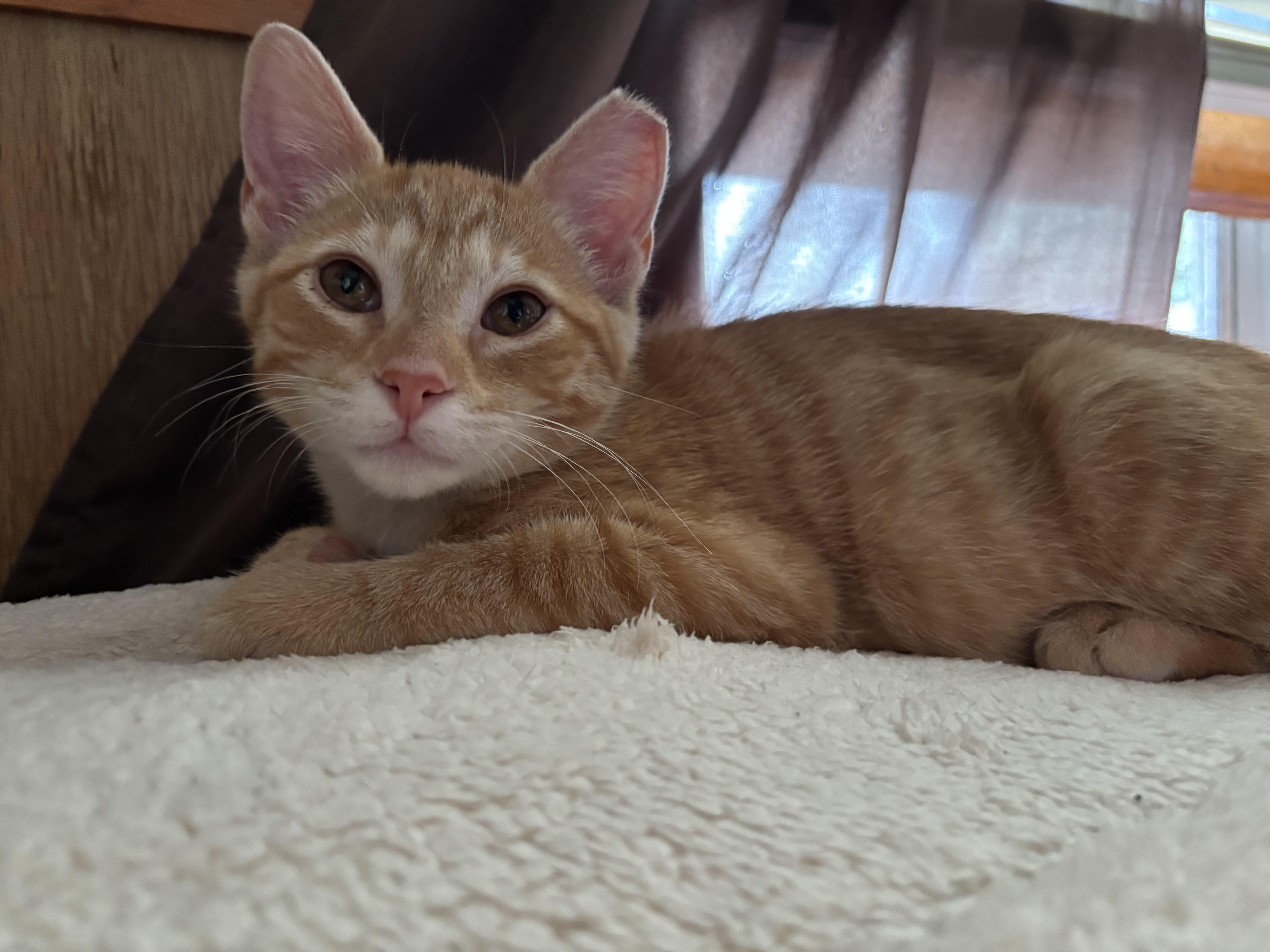 Enlarge Nugget, an adopted Tabby in Independence, OH image 1/4
