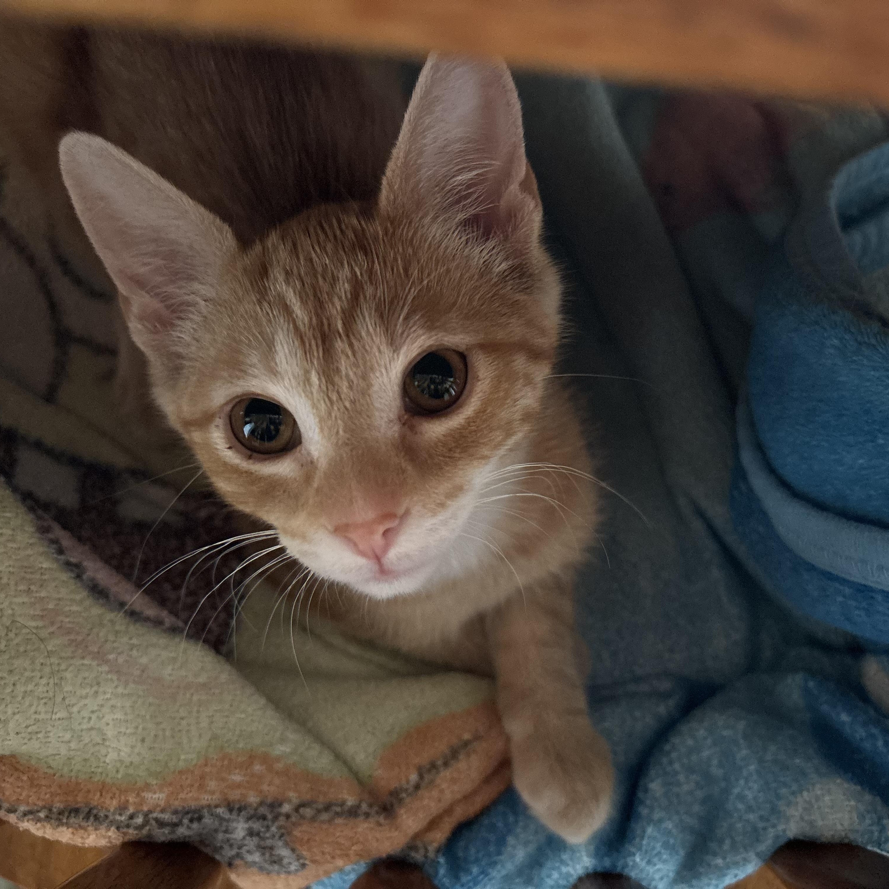 Enlarge Nugget, an adopted Tabby in Independence, OH image 4/4