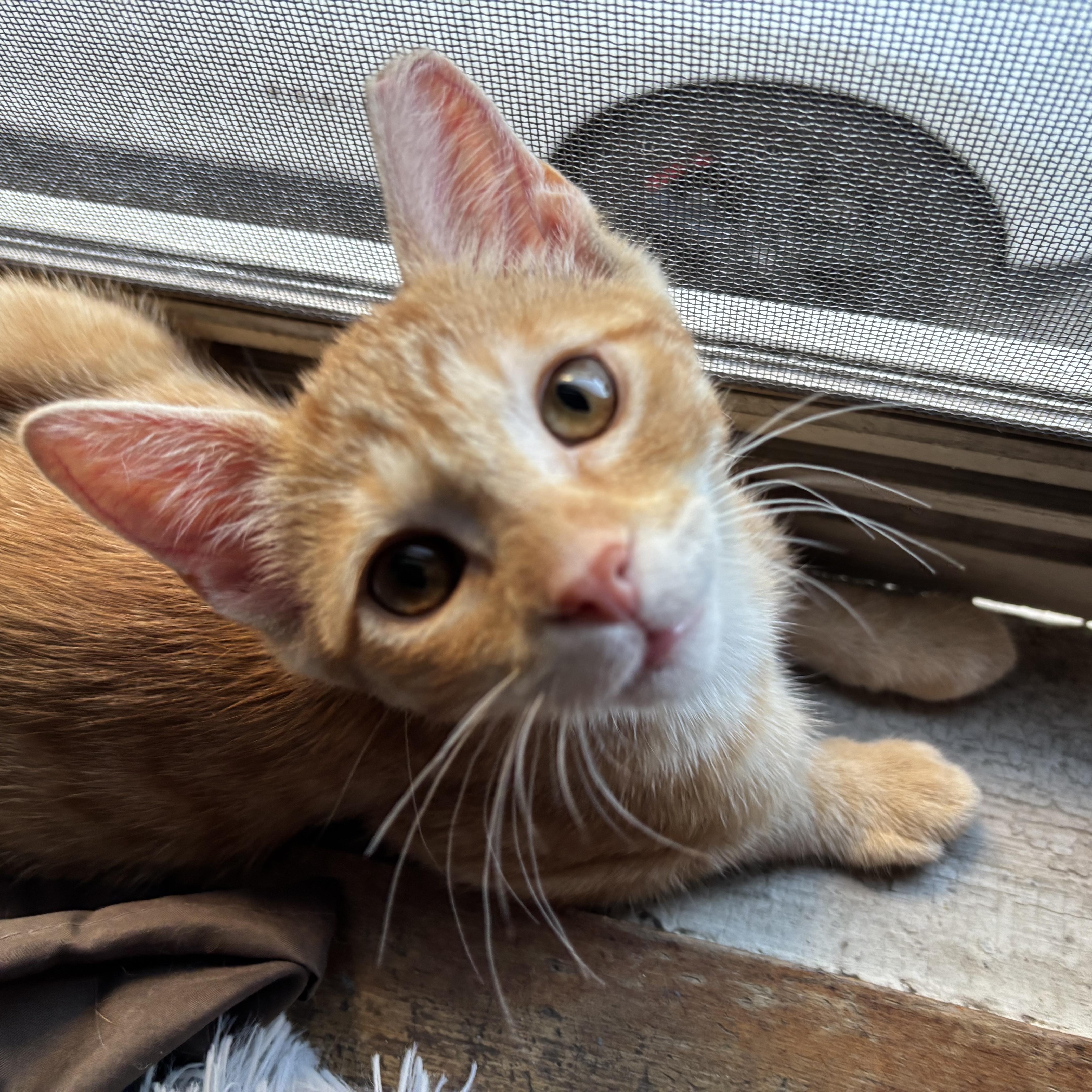 Enlarge Nugget, an adopted Tabby in Independence, OH image 2/4
