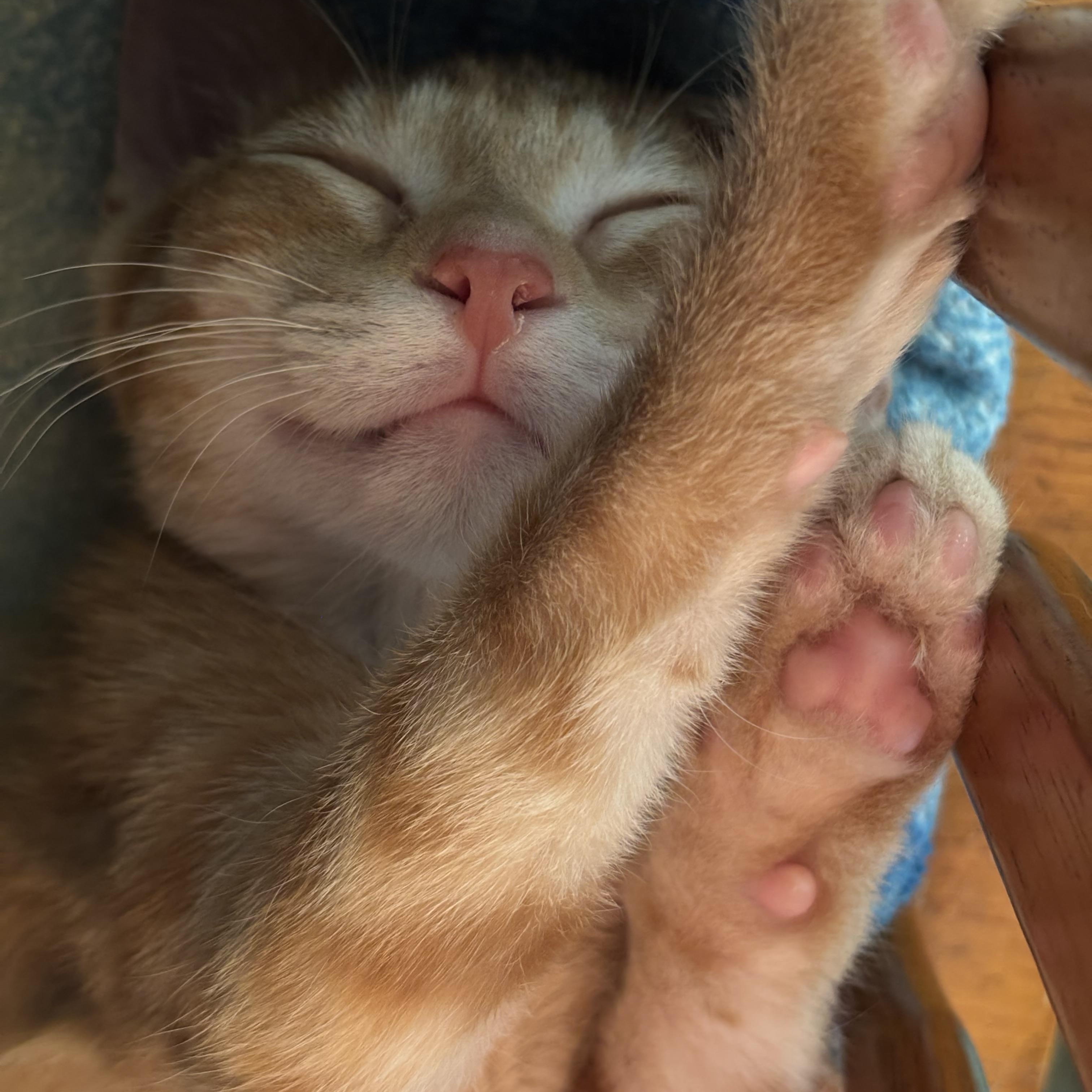Enlarge Nugget, an adopted Tabby in Independence, OH image 3/4