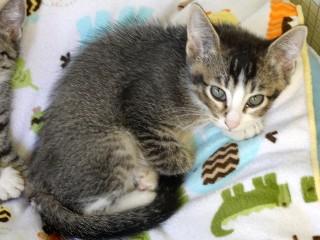 Brody, an adoptable Domestic Short Hair, Tabby in Anaconda, MT, 59711 | Photo Image 2