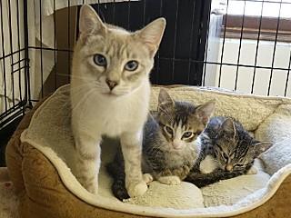 Brody, an adoptable Domestic Short Hair, Tabby in Anaconda, MT, 59711 | Photo Image 4