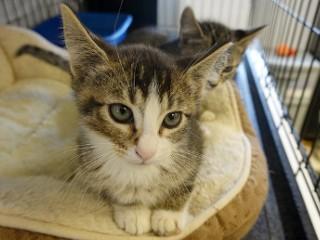 Brody, an adoptable Domestic Short Hair, Tabby in Anaconda, MT, 59711 | Photo Image 5