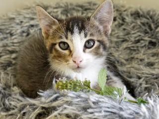 Brody, an adoptable Domestic Short Hair, Tabby in Anaconda, MT, 59711 | Photo Image 1