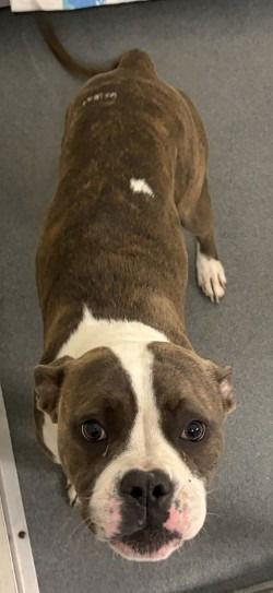 Enlarge DI 84 Cadbury, a Adoptable mixed breed in Glen Allen, VA image 1/1