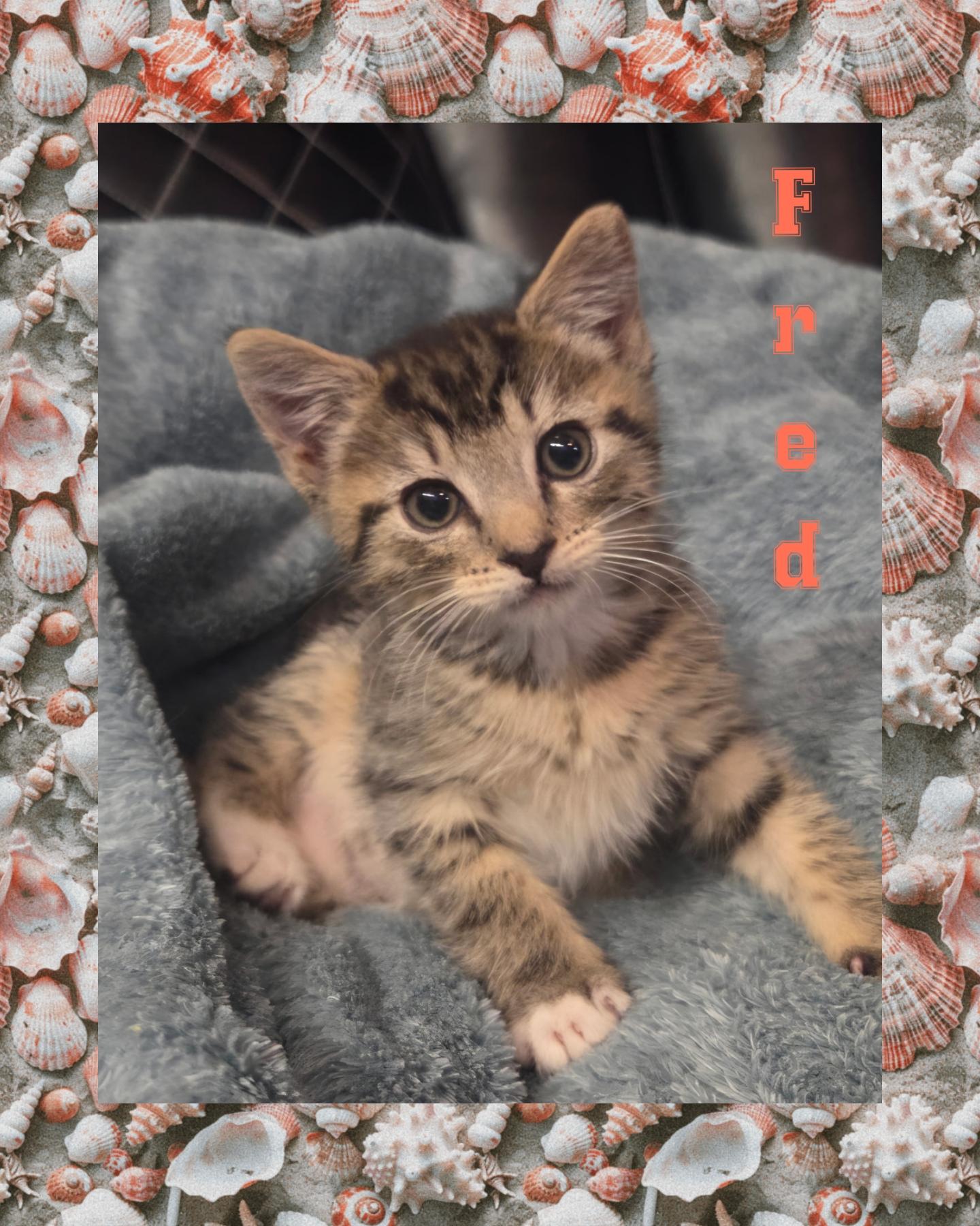 Fred, Baby Male Tabby
