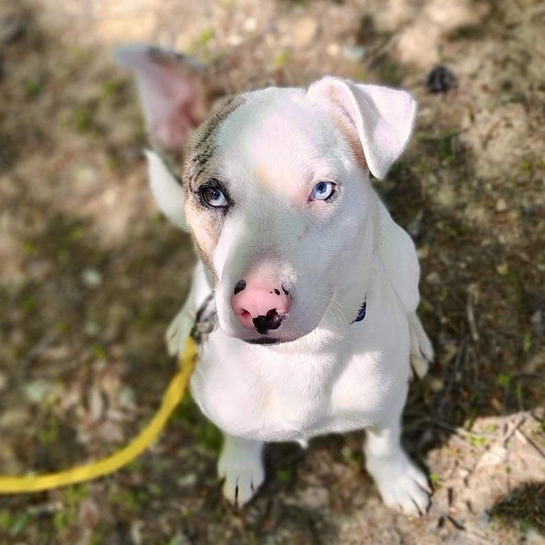 Skeeter, Adoptable, Young Male Pit Bull Terrier.