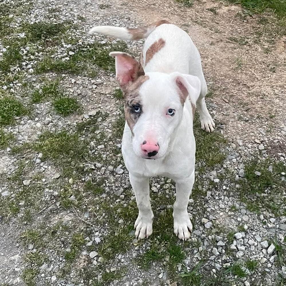 Enlarge Skeeter, a Adoptable Pit Bull Terrier in Evensville, TN image 2/6
