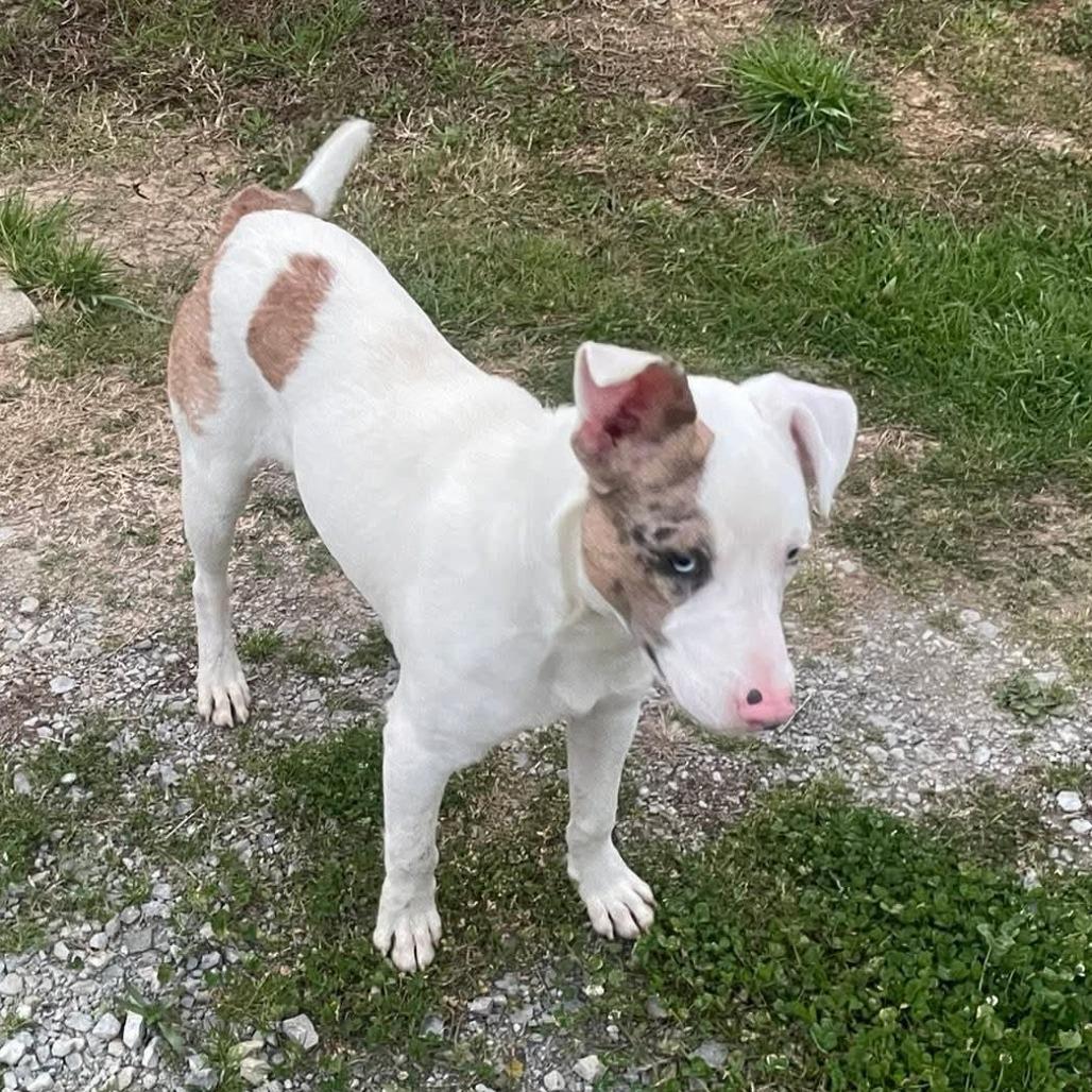 Enlarge Skeeter, a Adoptable Pit Bull Terrier in Evensville, TN image 3/6