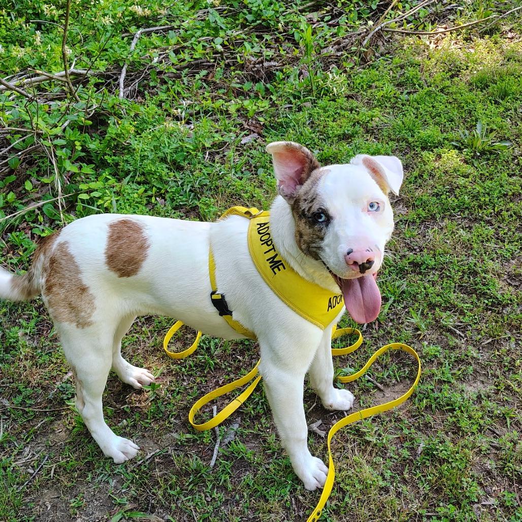 Enlarge Skeeter, a Adoptable Pit Bull Terrier in Evensville, TN image 4/6