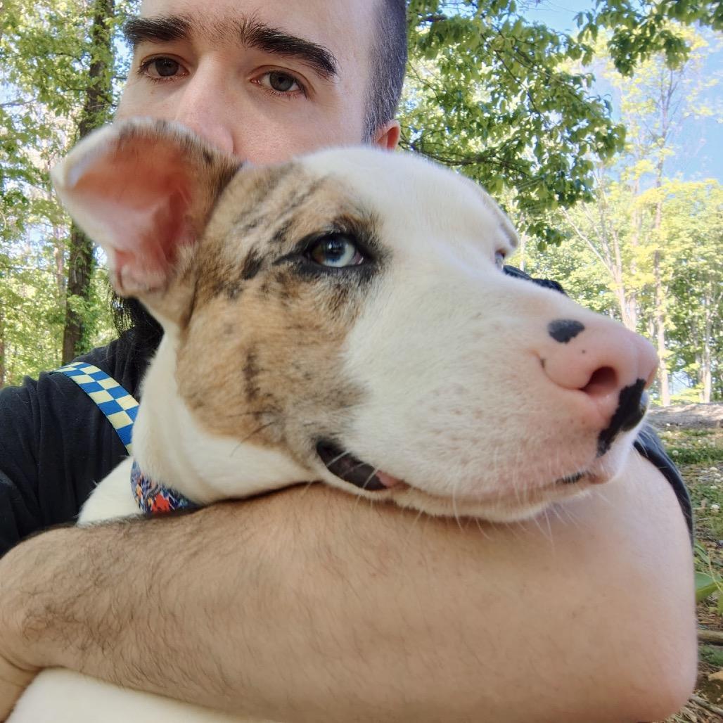 Enlarge Skeeter, a Adoptable Pit Bull Terrier in Evensville, TN image 5/6