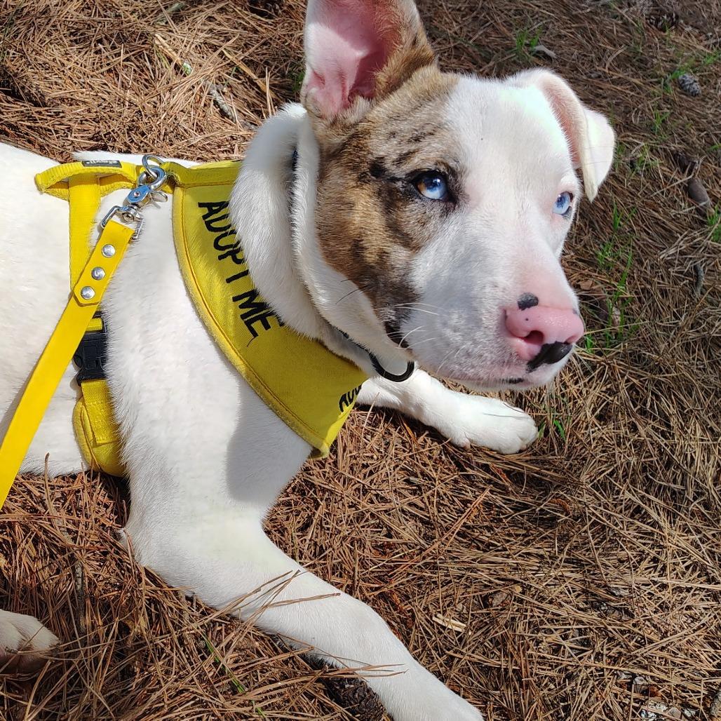 Enlarge Skeeter, a Adoptable Pit Bull Terrier in Evensville, TN image 6/6