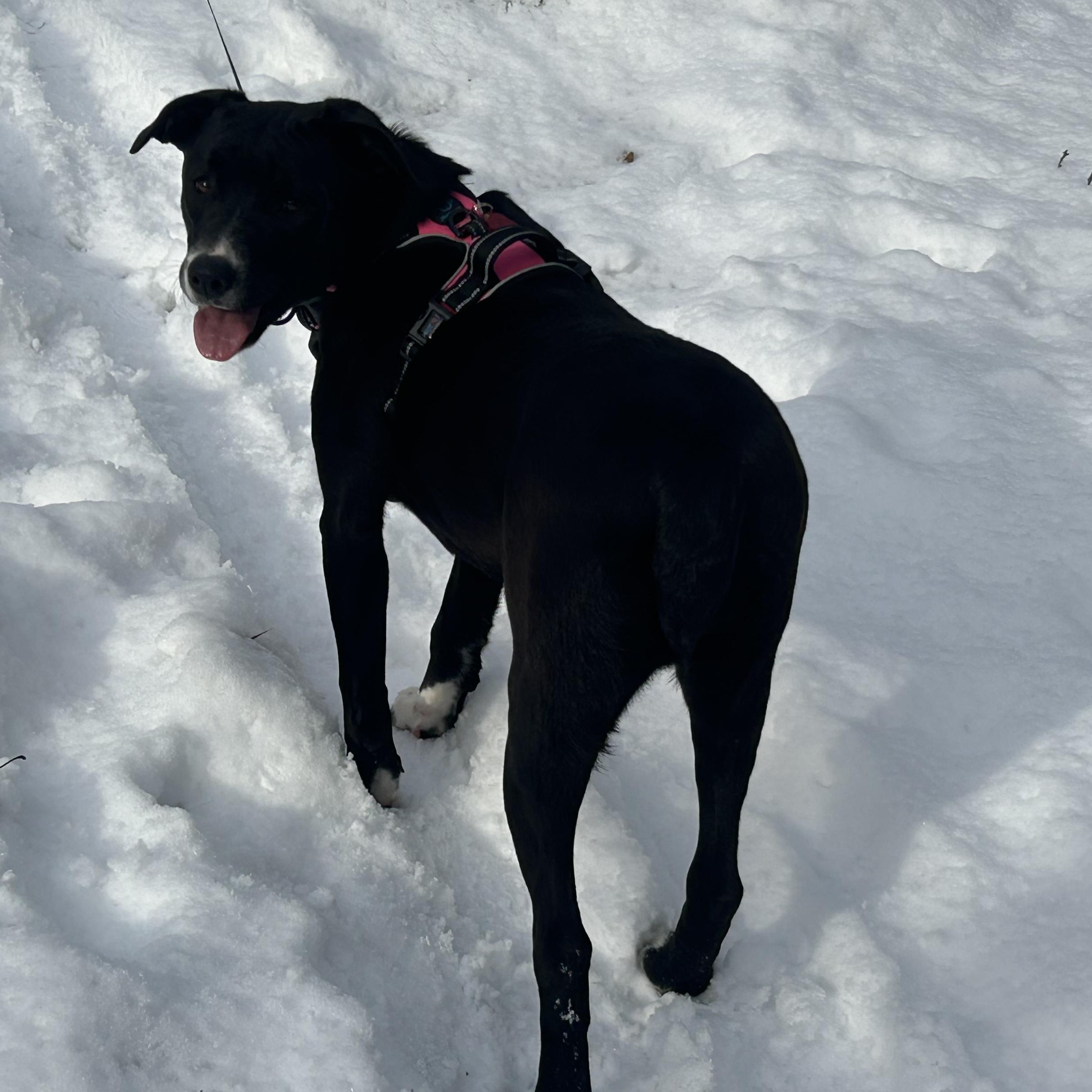 Enlarge Marigold-COME MEET ME!, a Adoptable mixed breed in Medfield, MA image 4/5