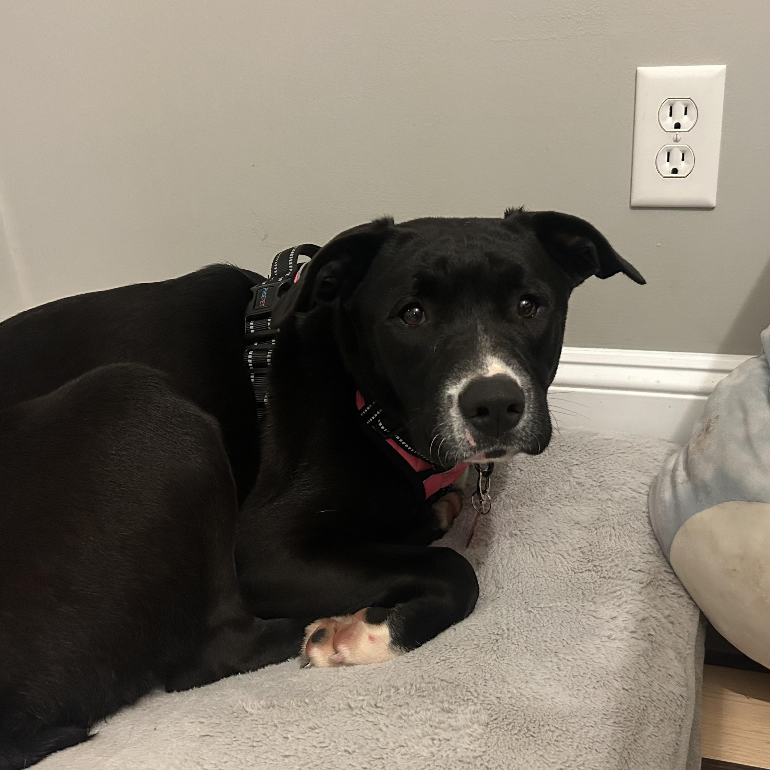 Enlarge Marigold-COME MEET ME!, a Adoptable mixed breed in Medfield, MA image 2/5