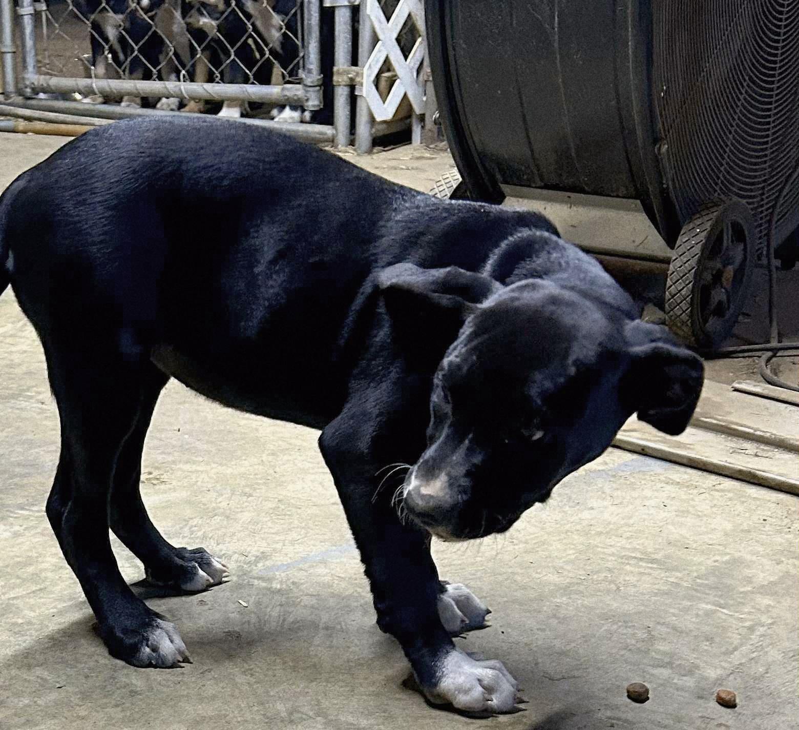 Enlarge Marigold-COME MEET ME!, a Adoptable mixed breed in Medfield, MA image 2/4