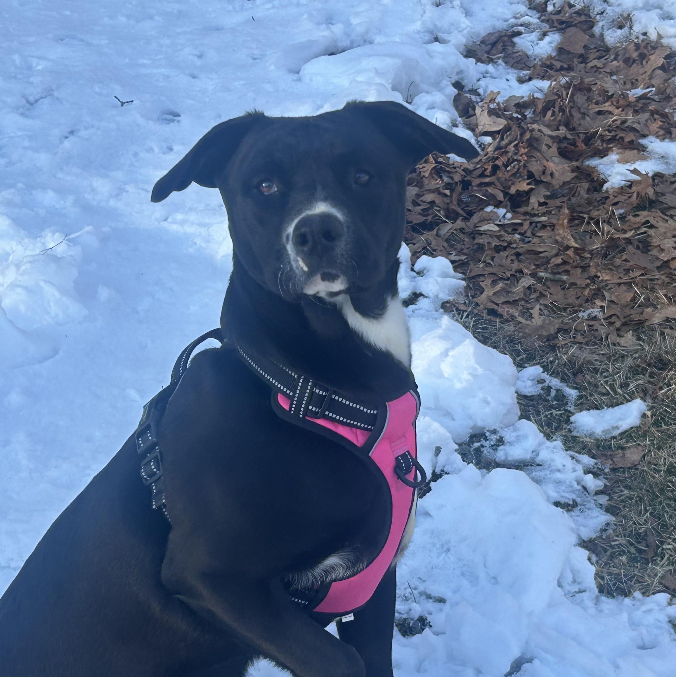 Enlarge Marigold-COME MEET ME!, a Adoptable mixed breed in Medfield, MA image 1/5