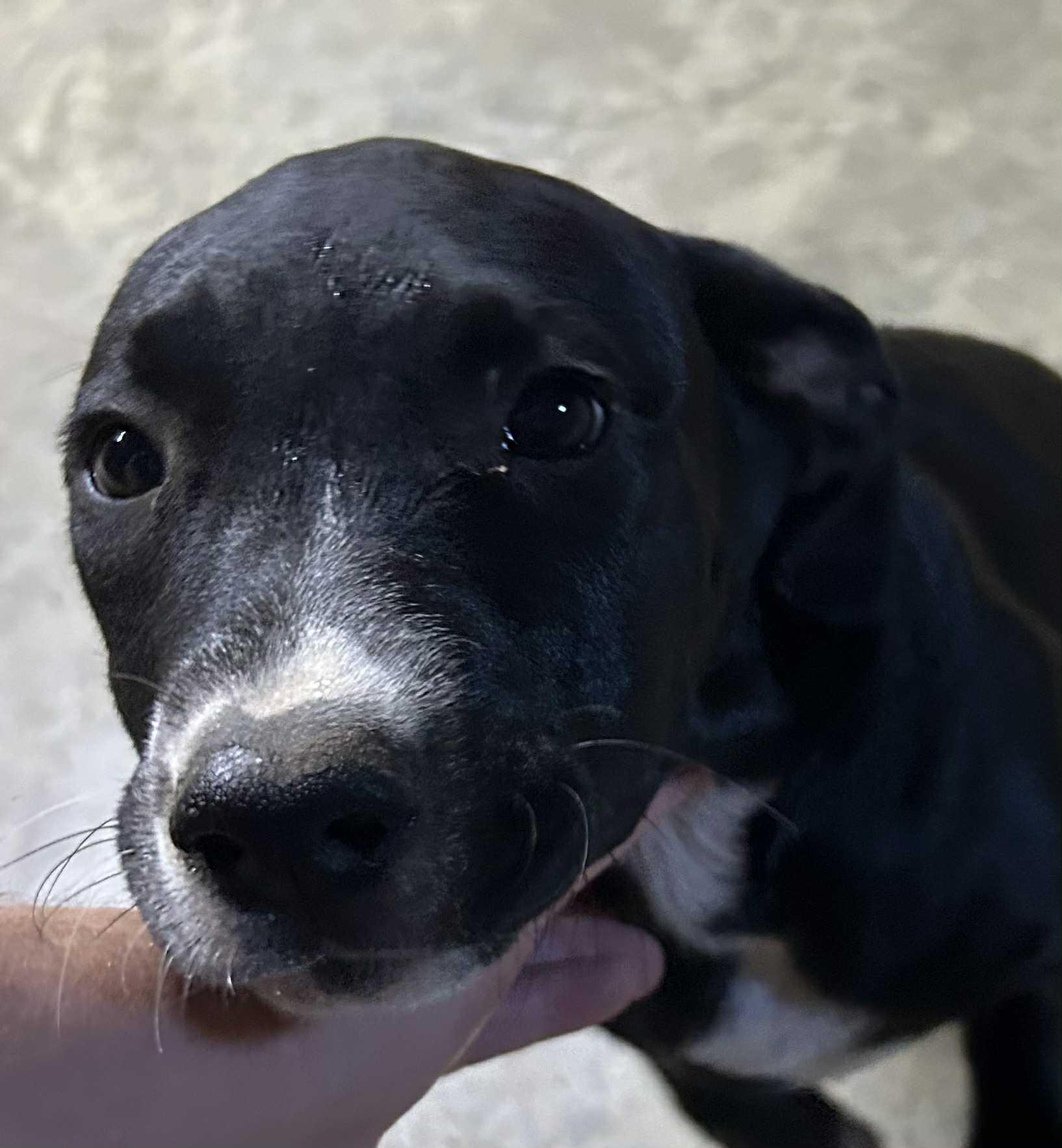Marigold, Adoptable, Puppy Female Australian Shepherd & Labrador Retriever.