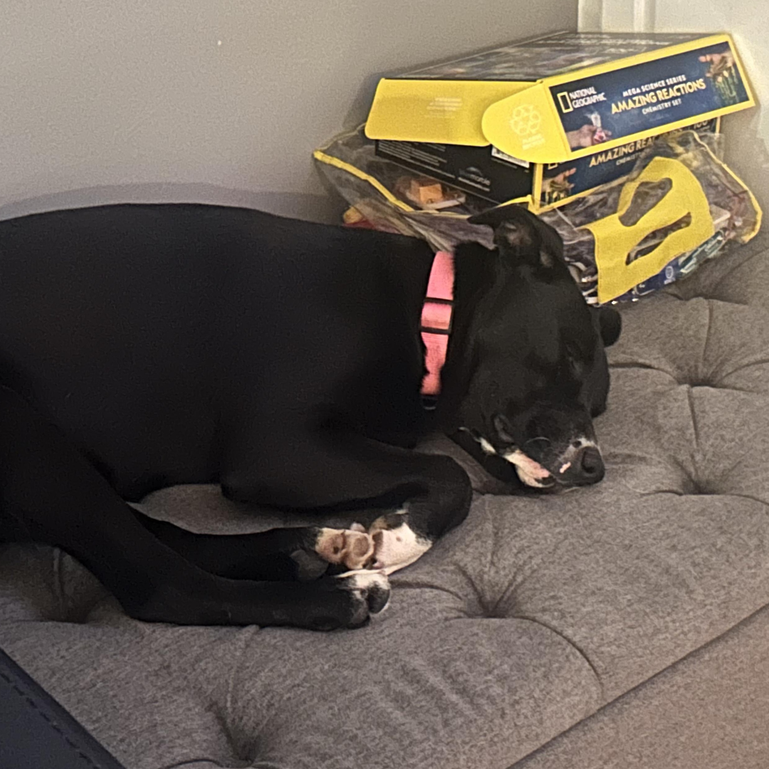 Enlarge Marigold-COME MEET ME!, a Adoptable mixed breed in Medfield, MA image 3/5