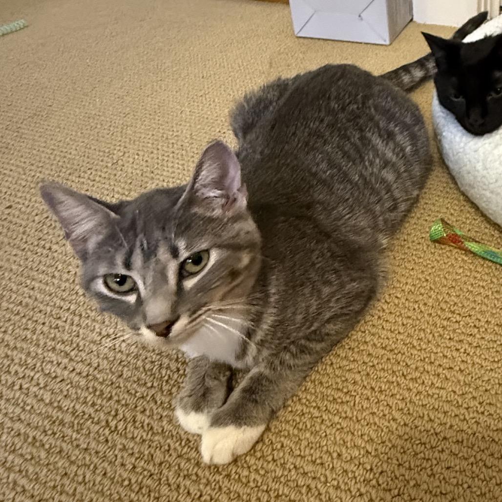 Enlarge Gray, a Adoptable Domestic Short Hair in Morgan Hill, CA image 1/6