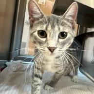 Enlarge Gray, a Adoptable Domestic Short Hair in Morgan Hill, CA image 2/6