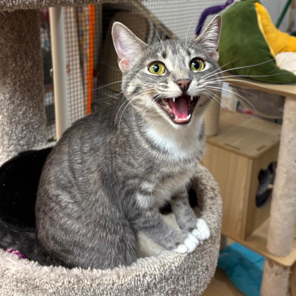 Enlarge Gray, a Adoptable Domestic Short Hair in Morgan Hill, CA image 3/6