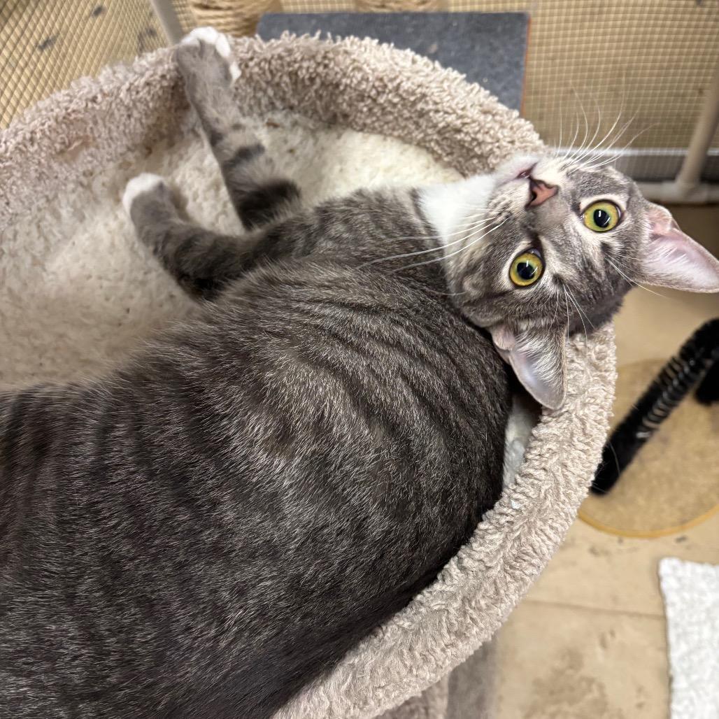 Enlarge Gray, a Adoptable Domestic Short Hair in Morgan Hill, CA image 5/6