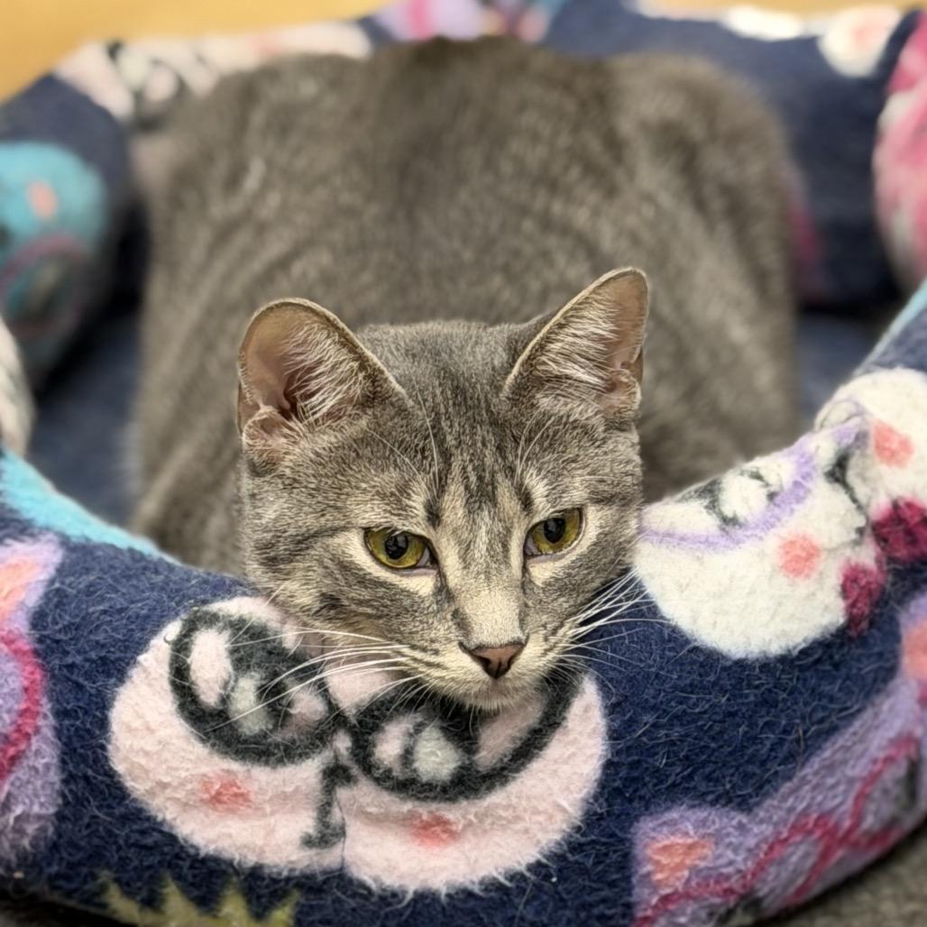 Enlarge Gray, a Adoptable Domestic Short Hair in Morgan Hill, CA image 6/6