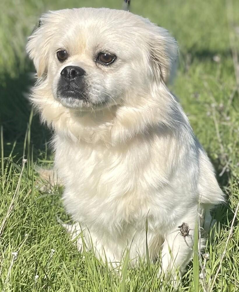 Mr. Muffins, Adoptable, Adult Male Pekingese & Tibetan Spaniel.