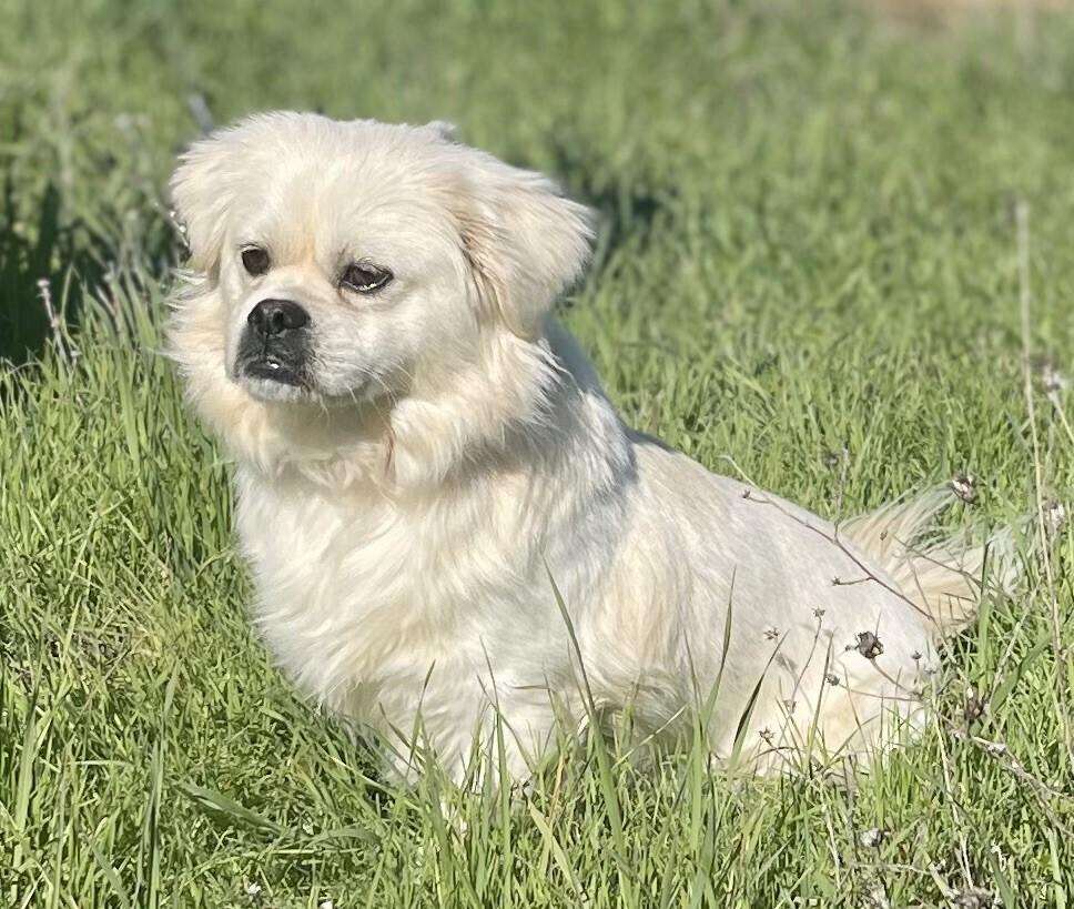 Enlarge Mr. Muffins, a Adoptable mixed breed in Jamestown, CA image 3/5