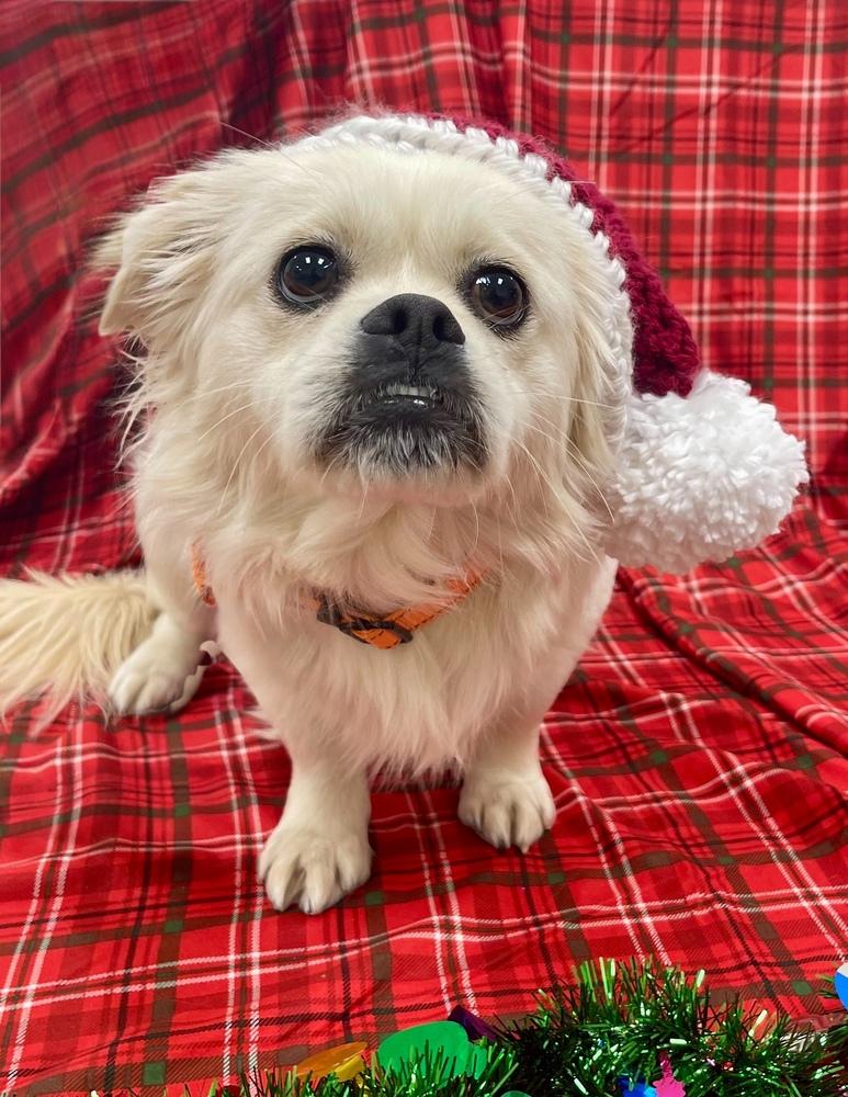 Enlarge Mr. Muffins, a Adoptable mixed breed in Jamestown, CA image 4/5