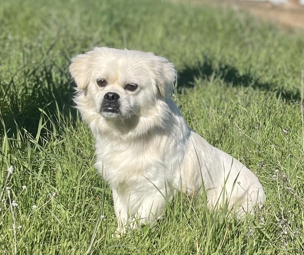 Enlarge Mr. Muffins, a Adoptable mixed breed in Jamestown, CA image 5/5