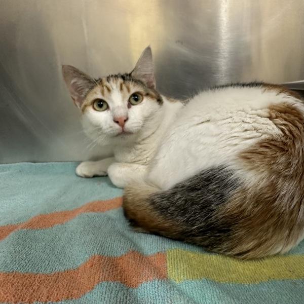 Enlarge Jane, a Adoptable mixed breed in Walnut Creek, CA image 1/1