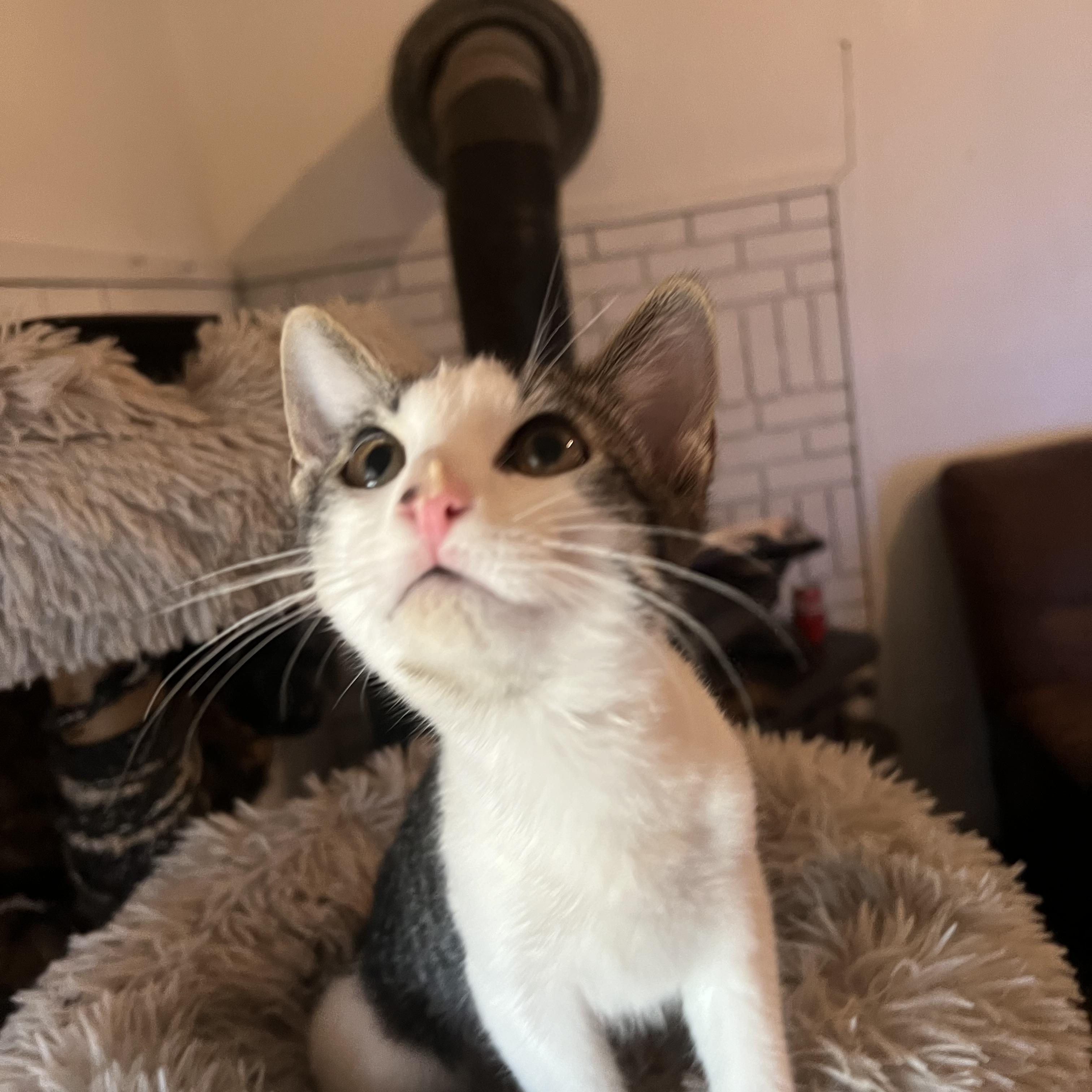 Domino, an adoptable Domestic Short Hair in Price, UT, 84501 | Photo Image 2