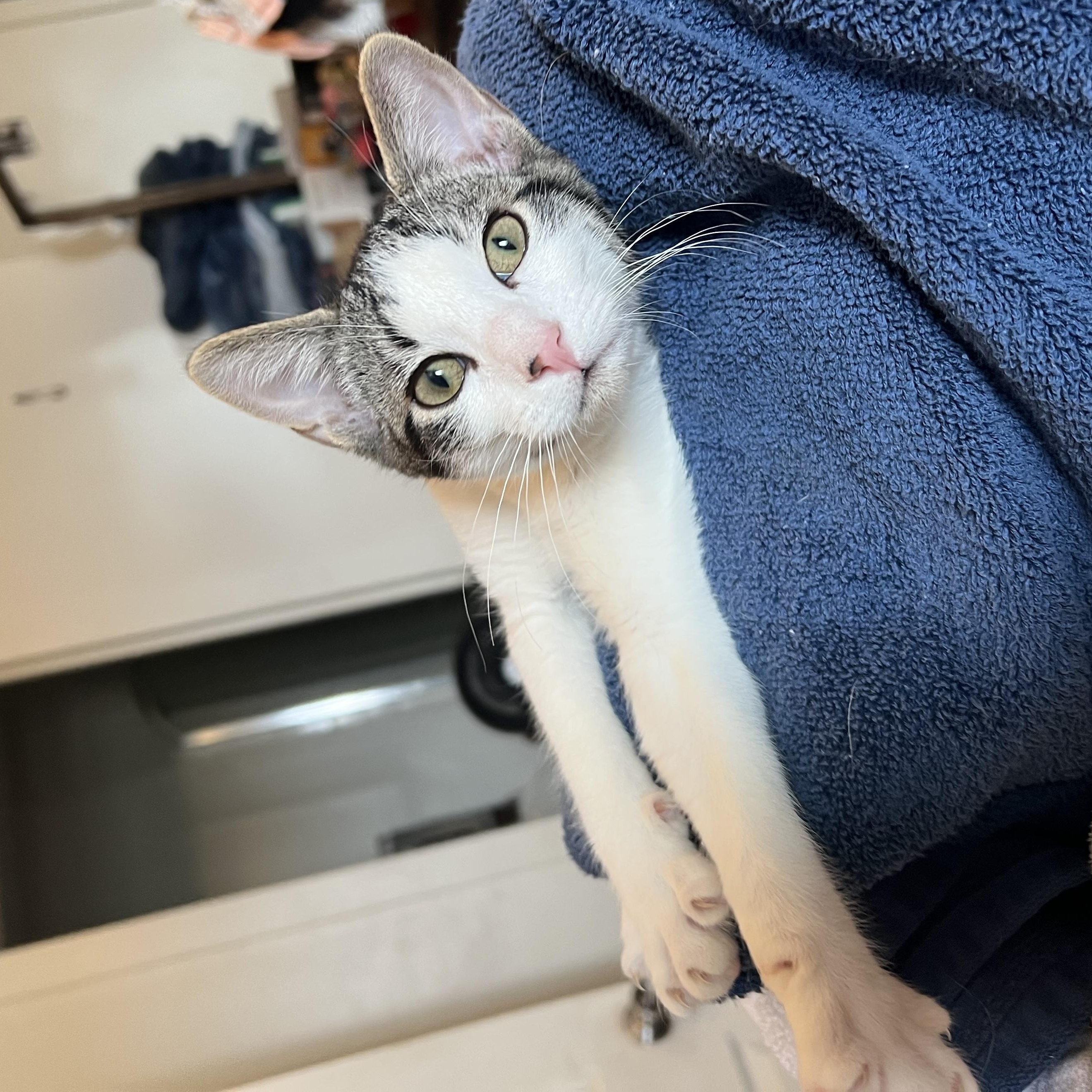 Domino, an adoptable Domestic Short Hair in Price, UT, 84501 | Photo Image 1