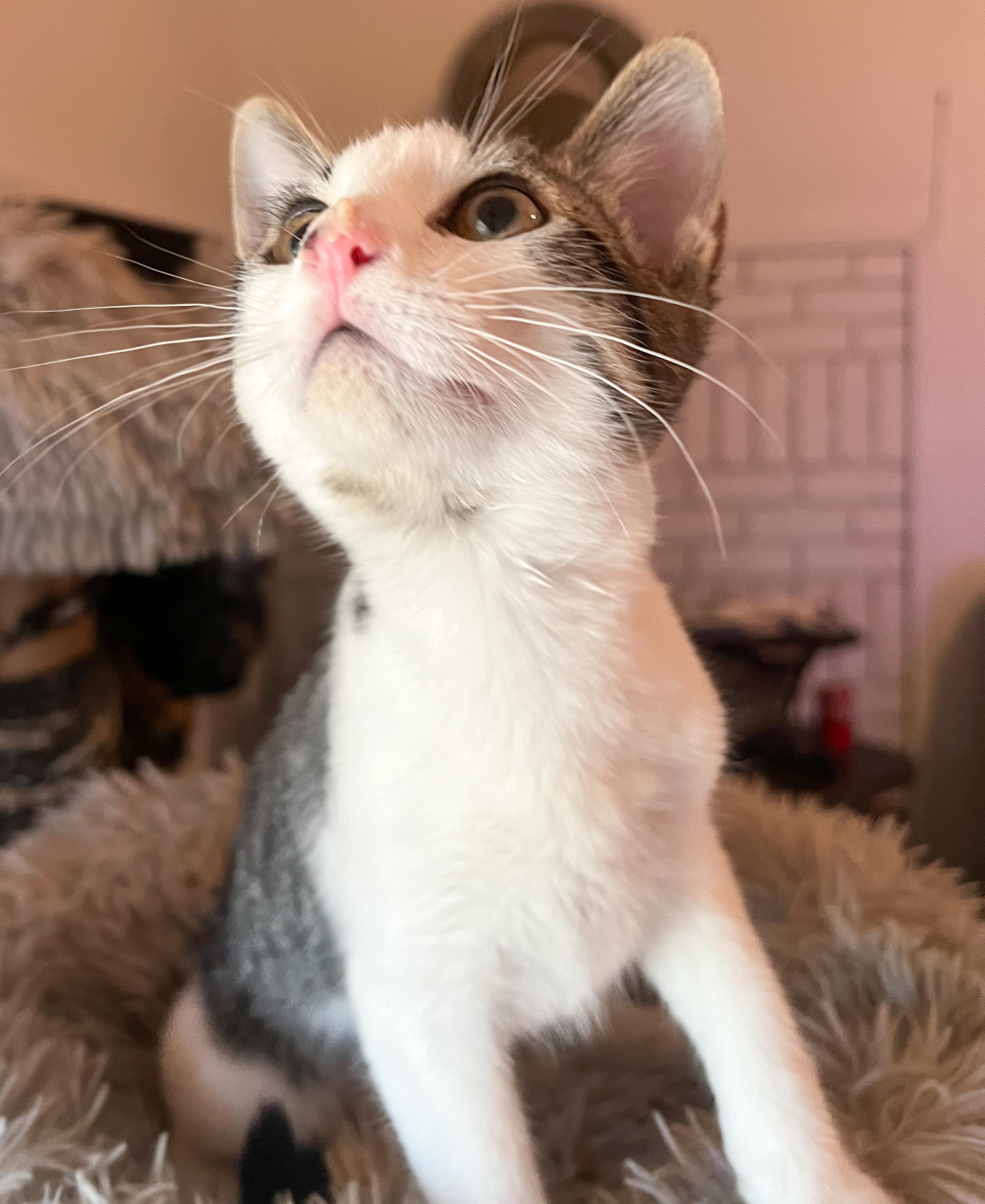 Domino, an adoptable Domestic Short Hair in Price, UT, 84501 | Photo Image 3