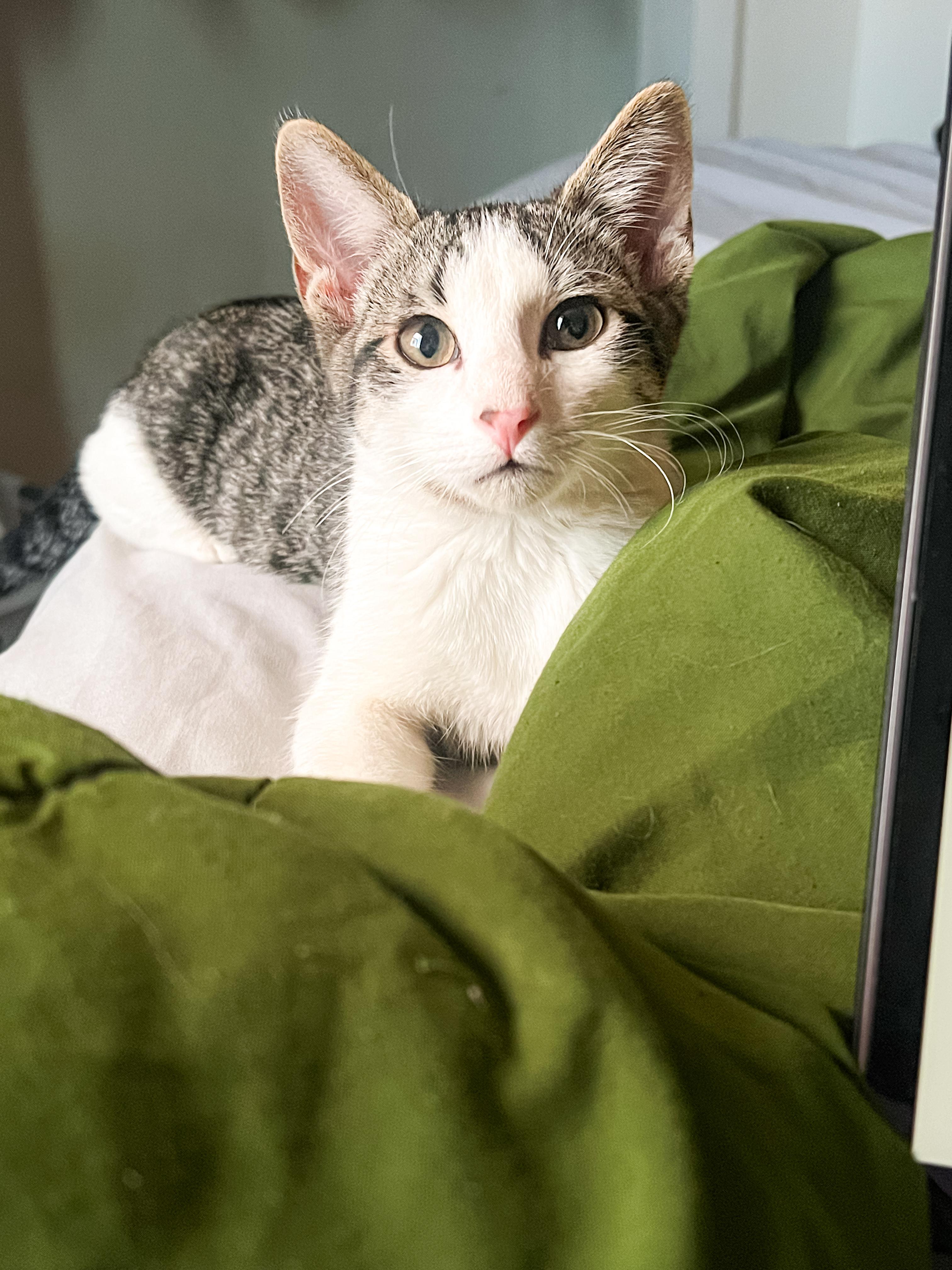 Domino, an adoptable Domestic Short Hair in Price, UT, 84501 | Photo Image 3