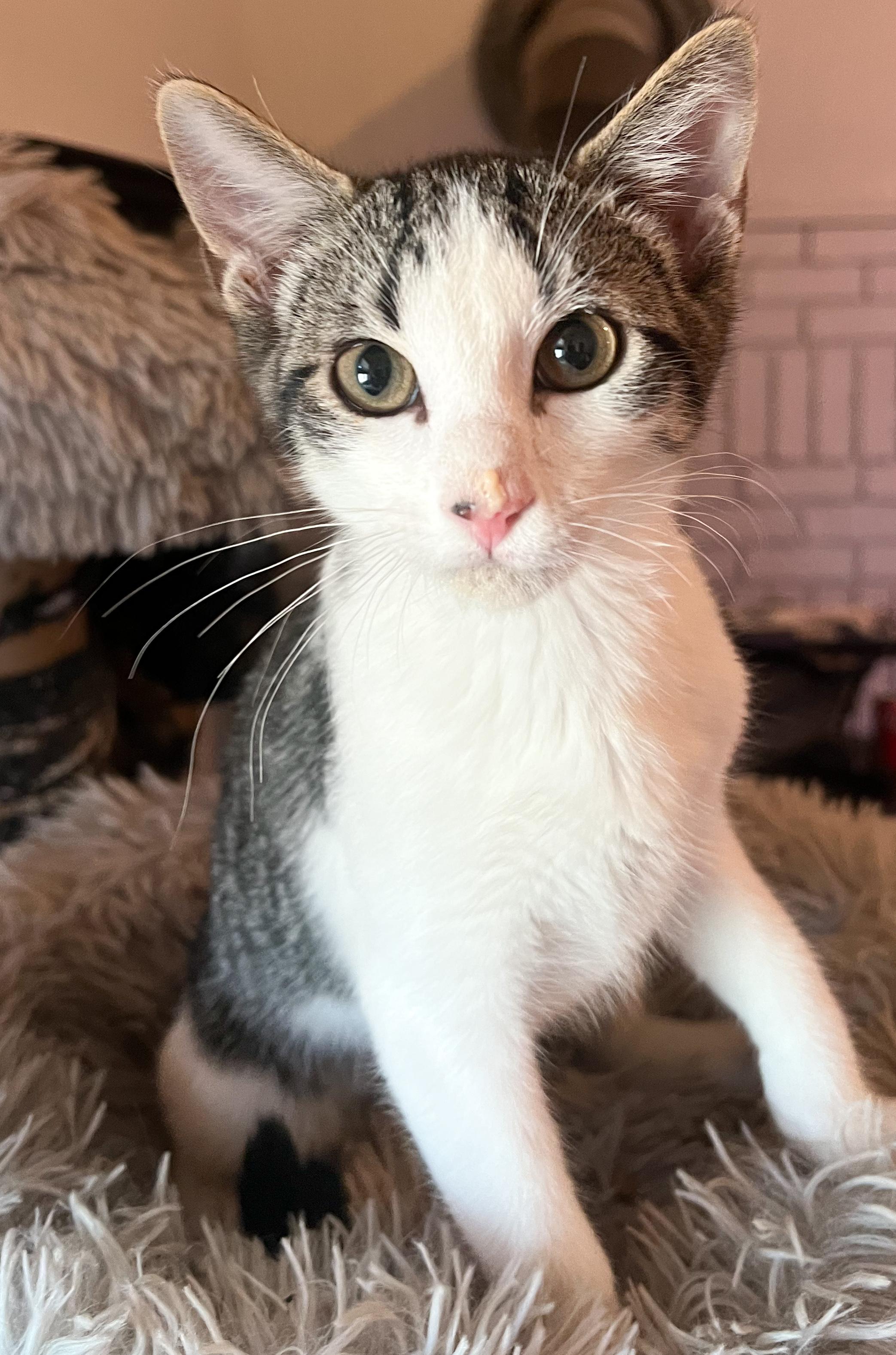 Domino, an adoptable Domestic Short Hair in Price, UT, 84501 | Photo Image 4
